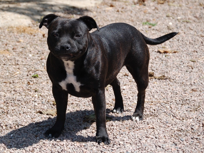 Les Staffordshire Bull Terrier de l'affixe d'  Angel Of The Freedom