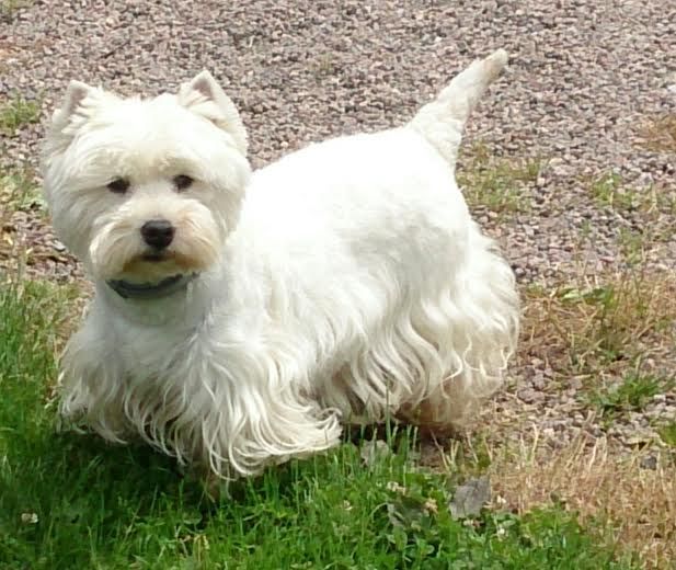 Les West Highland White Terrier de l'affixe d'  Angel Of The Freedom